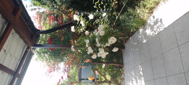 Casa Mamei Suceava Ngoại thất bức ảnh